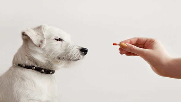 veterinary compounding pharmacy stouffville